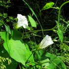 eine Winde im Sonnenlicht 