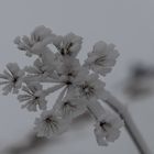 eine Winterblume