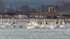 "Eine Winterimpression aus der Mecklenb. Seenplatte 2022"