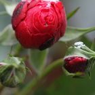 Eine winterliche Rose