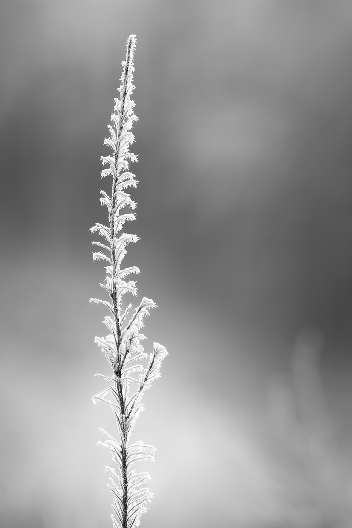 eine Winterschönheit