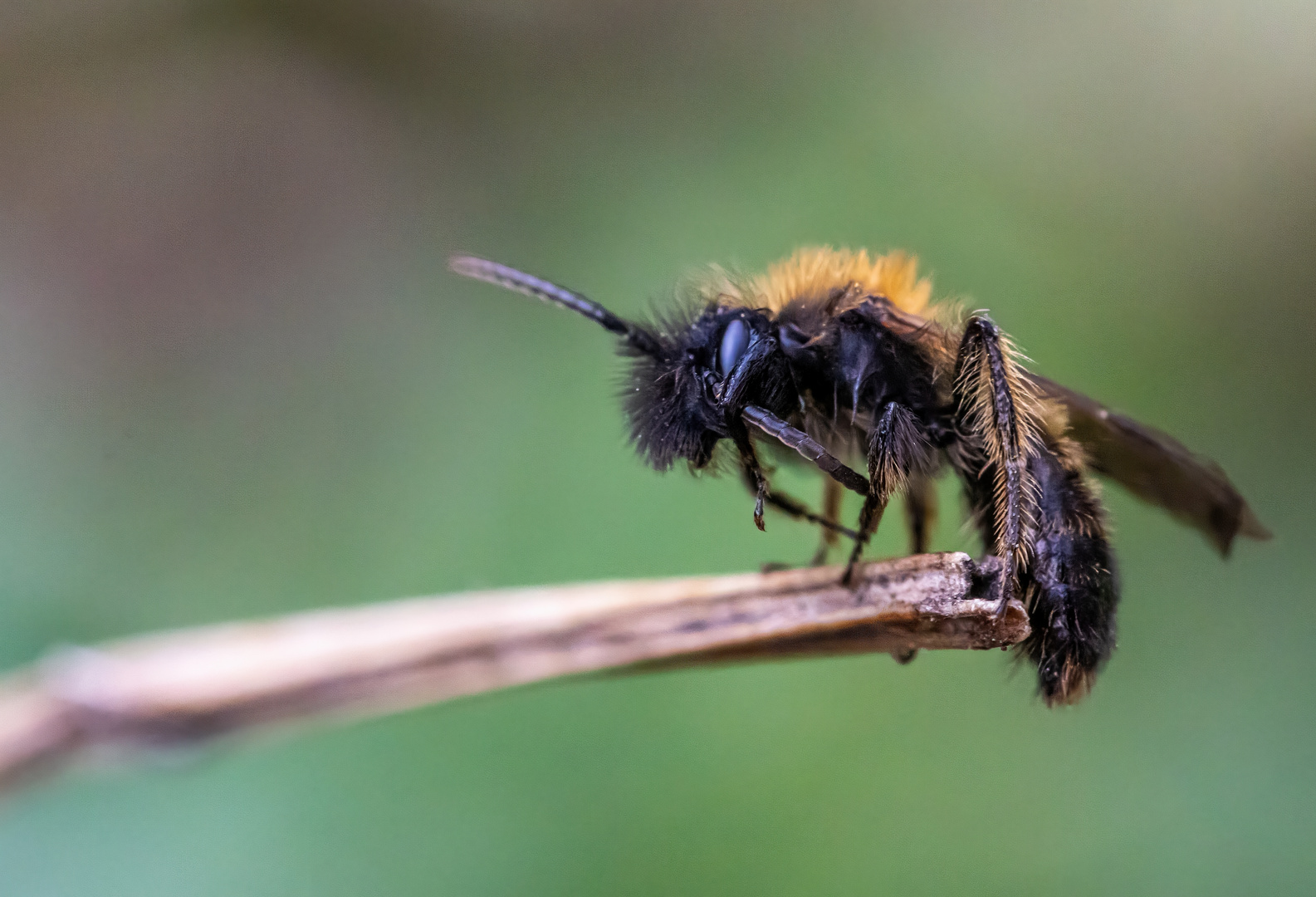 Eine winzige Biene