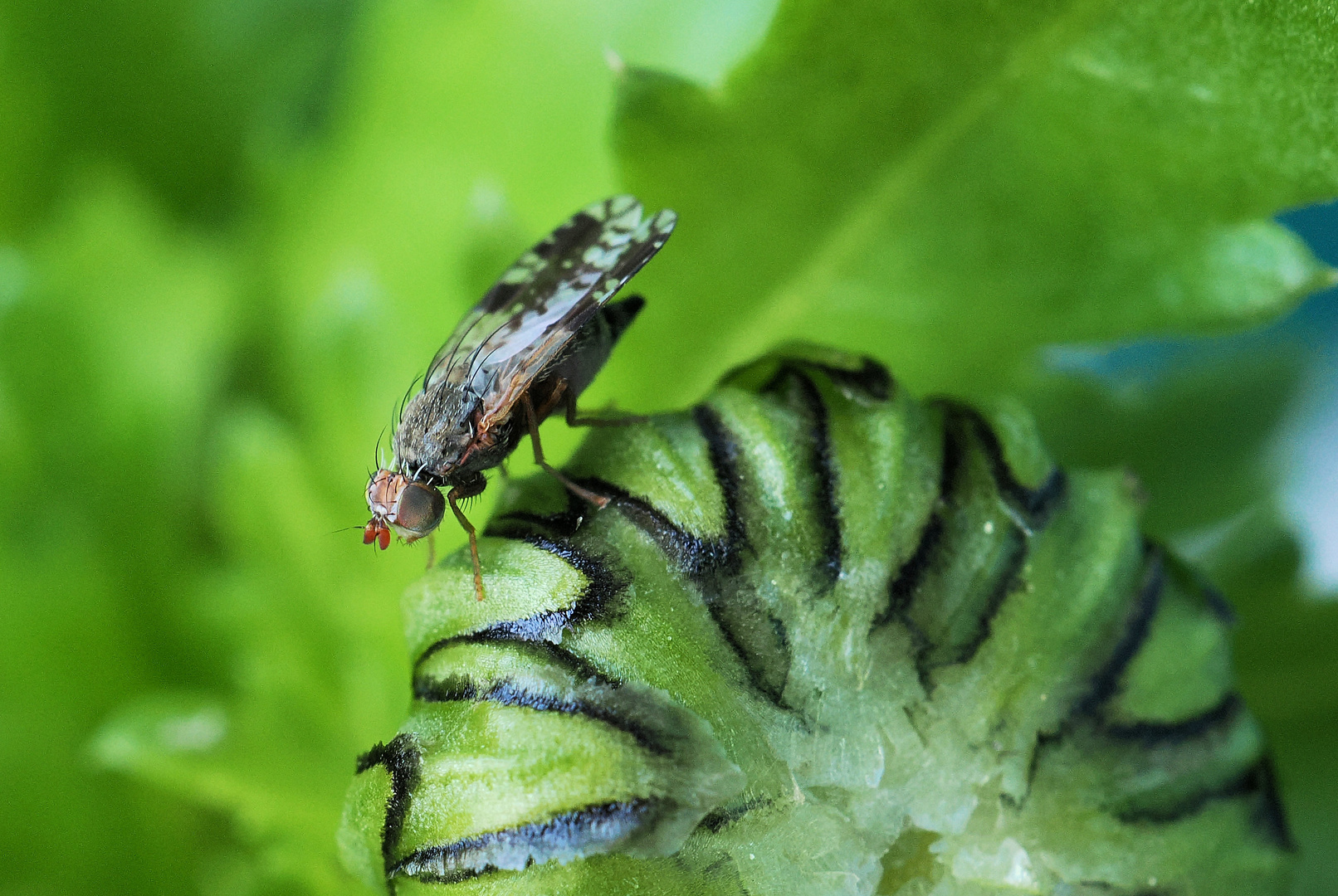 Eine winzige Bohrfliege …