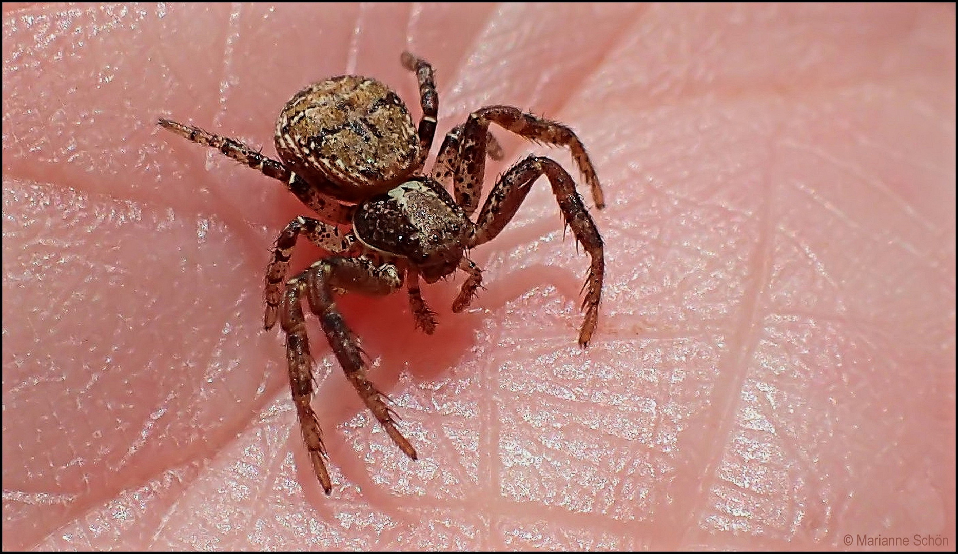 Eine winzige Krabbenspinne...