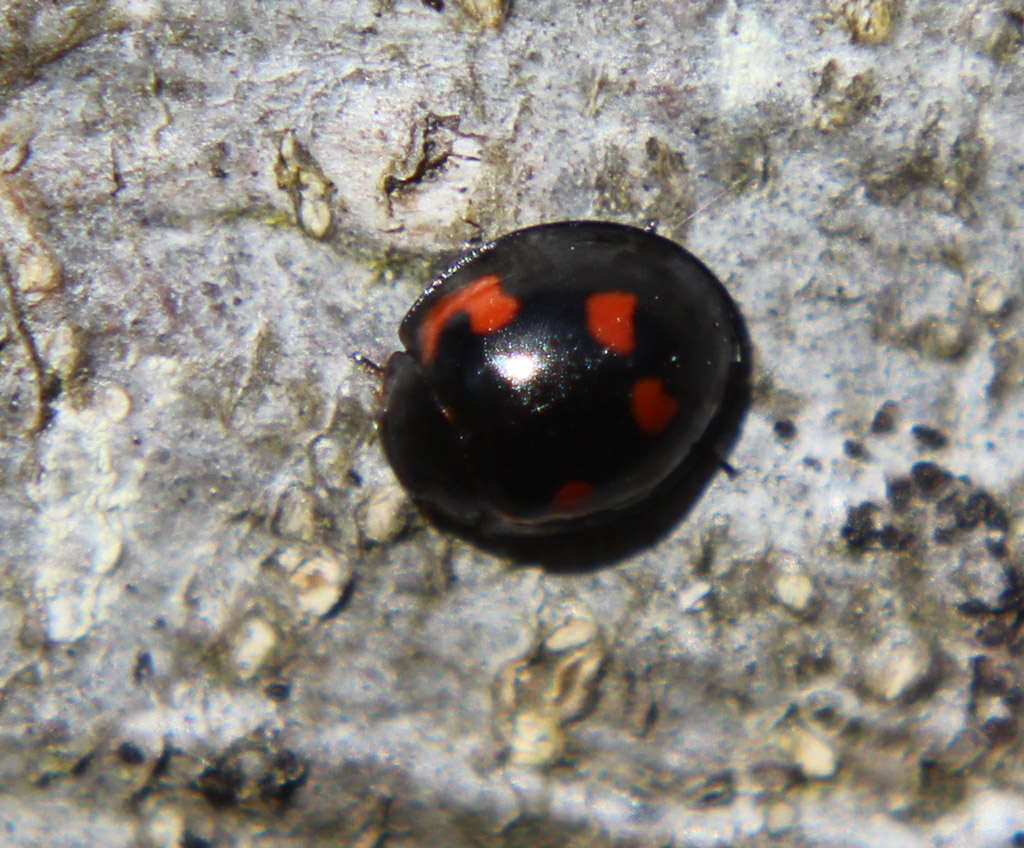  Eine winzige Marienkäferart ca. 2-3 mm