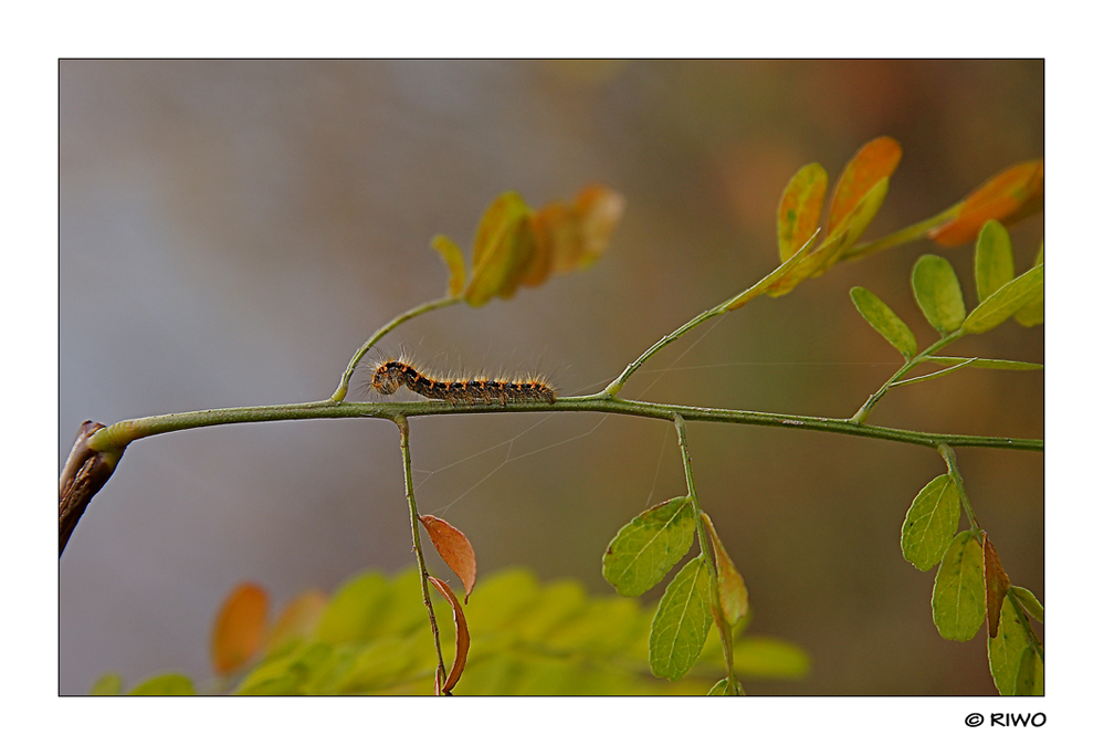 eine winzige Raupe in den Herbstfarben.....