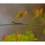 eine winzige Raupe in den Herbstfarben.....