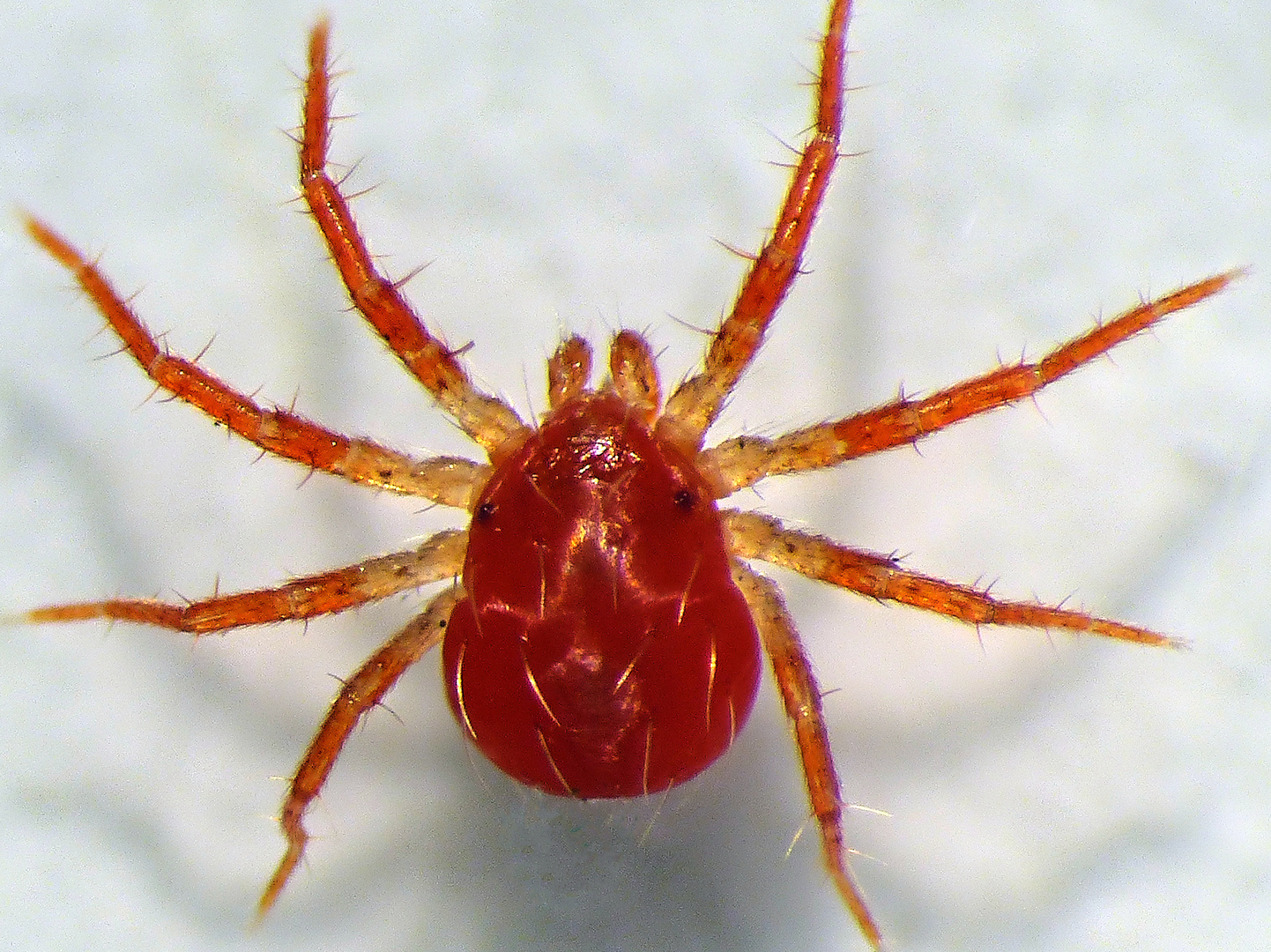 Eine winzige rote Milbe (1 mm) - Anystidae???