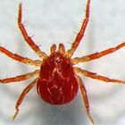 Eine winzige rote Milbe (1 mm) - Anystidae???