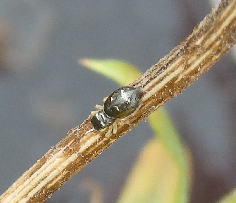 Eine winzige Springspinne (Heliophanus sp.)