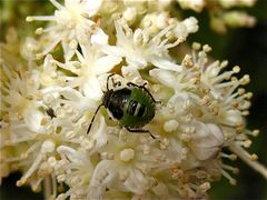 Eine winzige Wanzenlarve im Garten in Düsseldorf, 24.8.2012