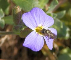 Eine winzige Wildbiene auf Blaukissen