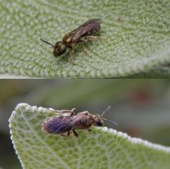 Eine winzige Wildbiene auf Salbei