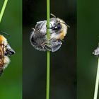 Eine winzige Wildbiene im tiefen Gras. - Une petite abeille sauvage.