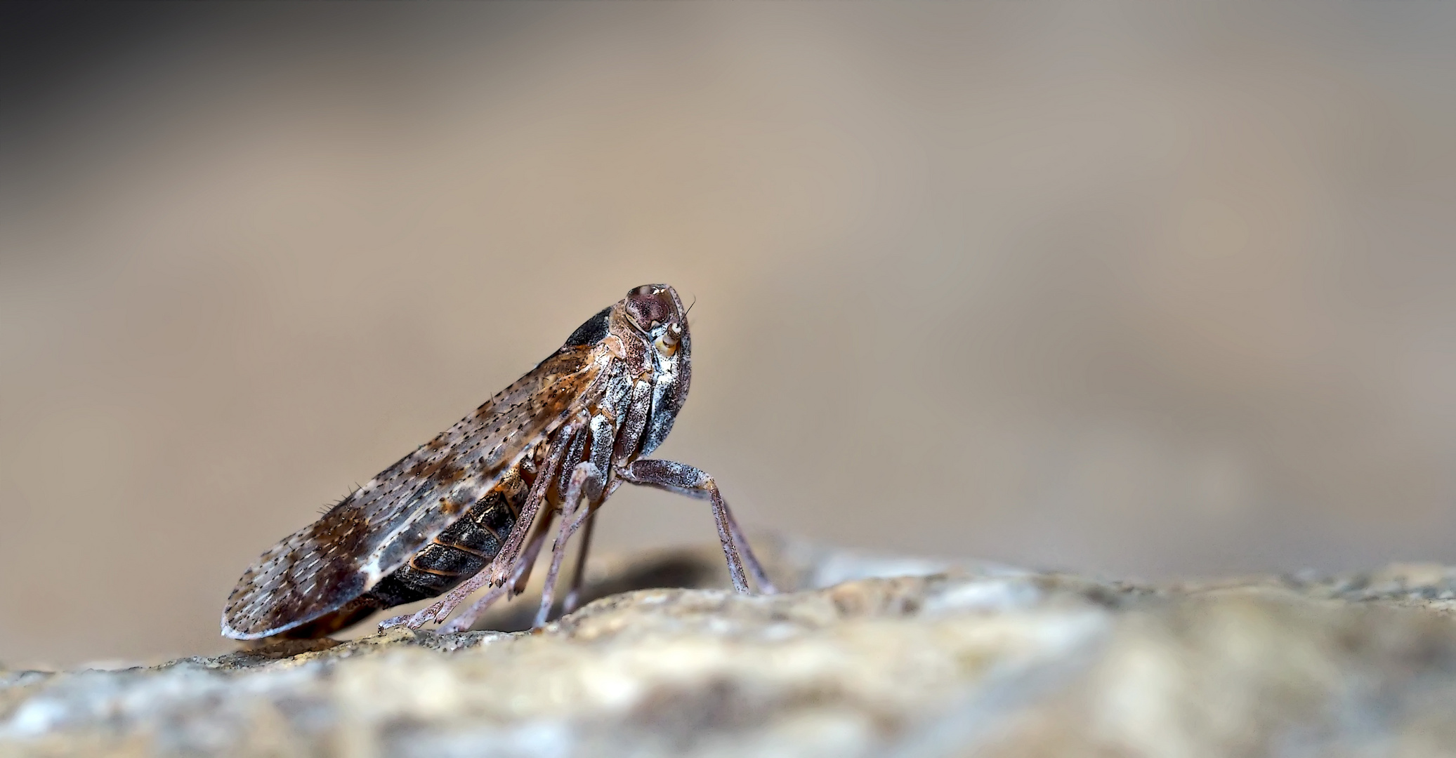 Eine winzige Zikade, schon fast von einer anderen Welt! - Un insecte d'une grandeur de 5-6 mm...