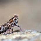 Eine winzige Zikade, schon fast von einer anderen Welt! - Un insecte d'une grandeur de 5-6 mm...