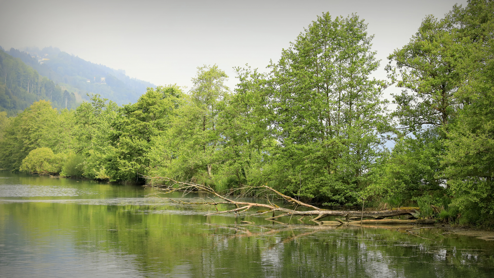 "Eine wirklich schöne Naturkulisse am Schlögener Donauarm"  