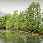 "Eine wirklich schöne Naturkulisse am Schlögener Donauarm"  