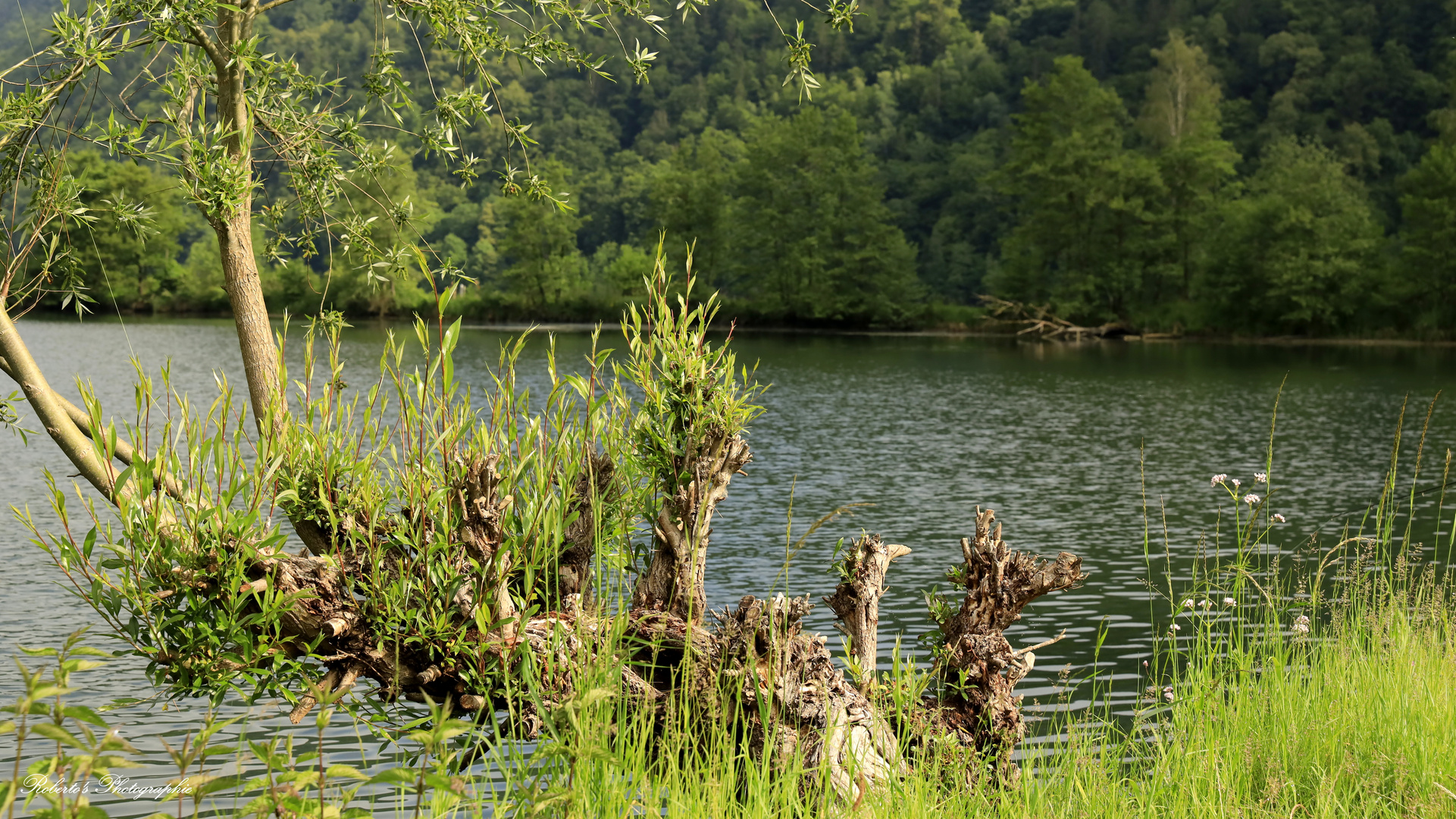 "Eine wirklich schöne Naturkulisse am Schlögener Donauarm"  