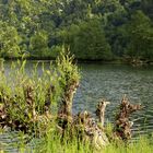 "Eine wirklich schöne Naturkulisse am Schlögener Donauarm"  