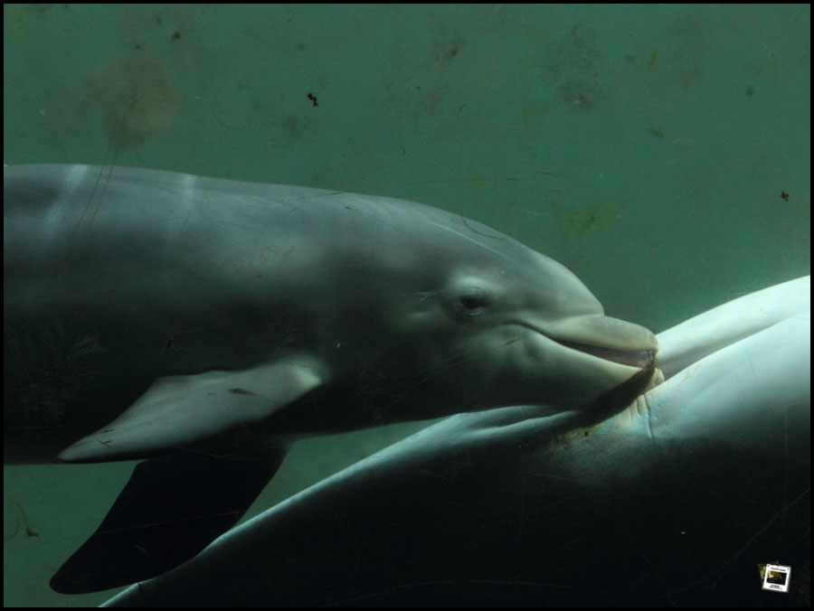 Eine Woche alt ist der Delfin-Säugling in Harderwijk