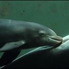 Eine Woche alt ist der Delfin-Säugling in Harderwijk