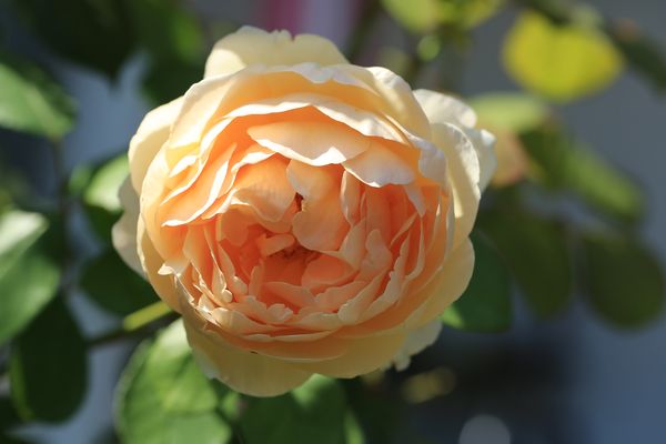 Eine wohlduftende Rose