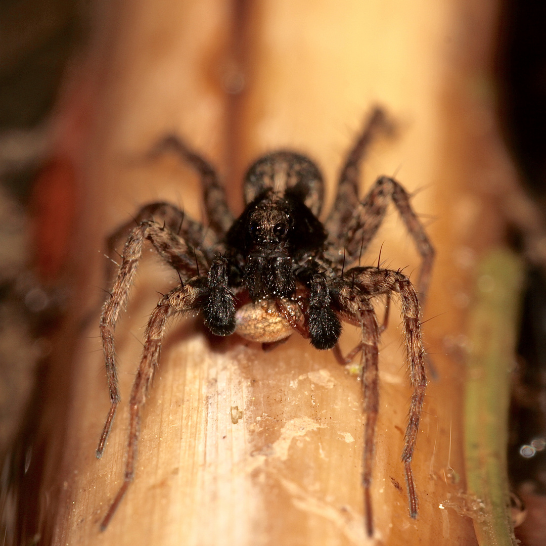 Eine Wolfsspinne (Fam. Lycosidae) am Wasser - ...