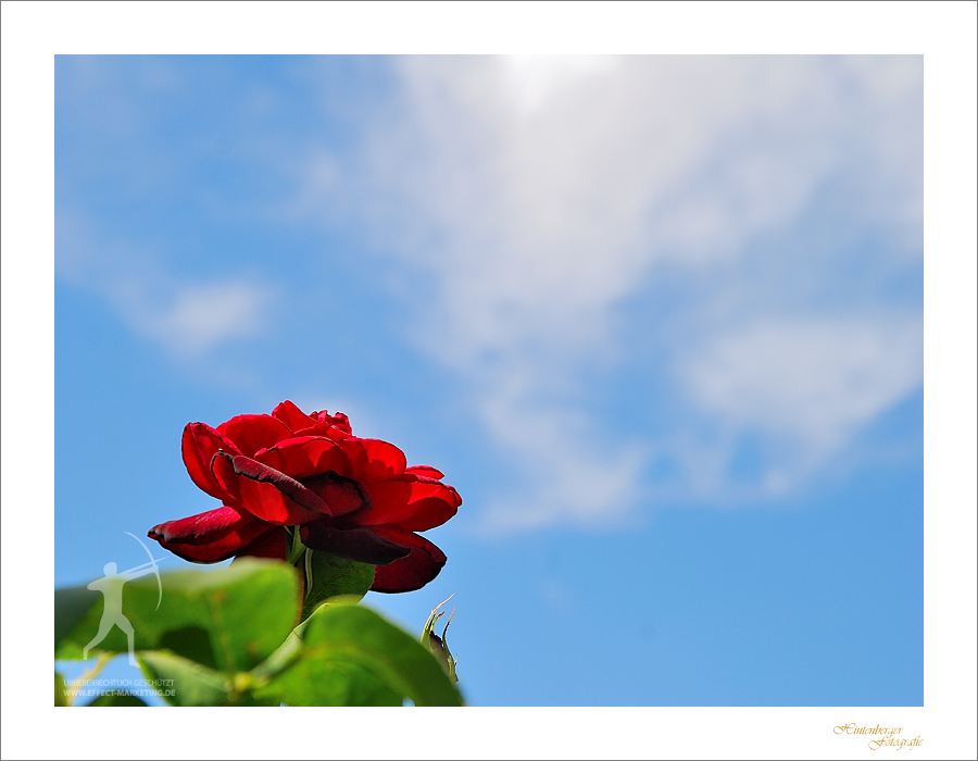 Eine Wolke Rosenduft