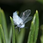 Eine WOLLIGE BUCHENLAUS (PHYLLAPHIS FAGI) beim Start von einer Kiefer, . . .