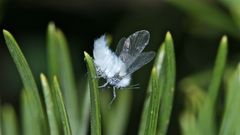 Eine WOLLIGE BUCHENLAUS (PHYLLAPHIS FAGI) beim Start von einer Kiefer, . . .