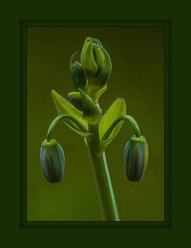 Eine Wüstenblume...