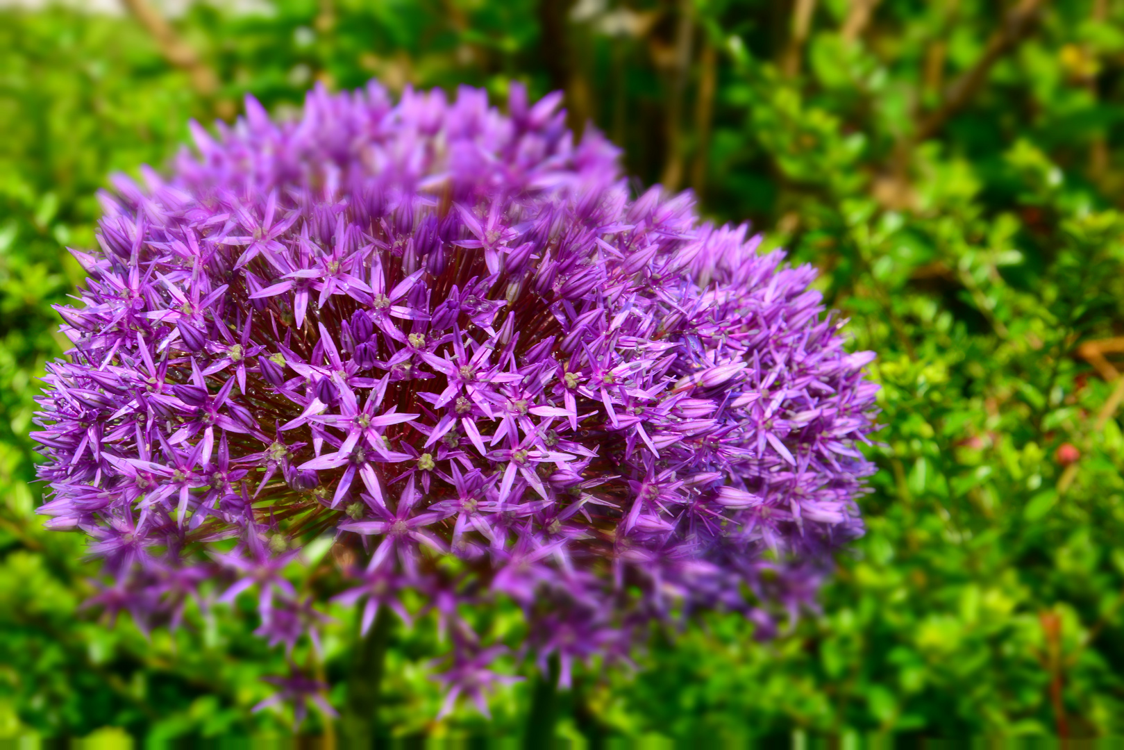 EIne wunderbare Blüte im Kurpark von Oberstaufen