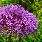 EIne wunderbare Blüte im Kurpark von Oberstaufen