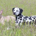 Eine wunderbare Freundschaft