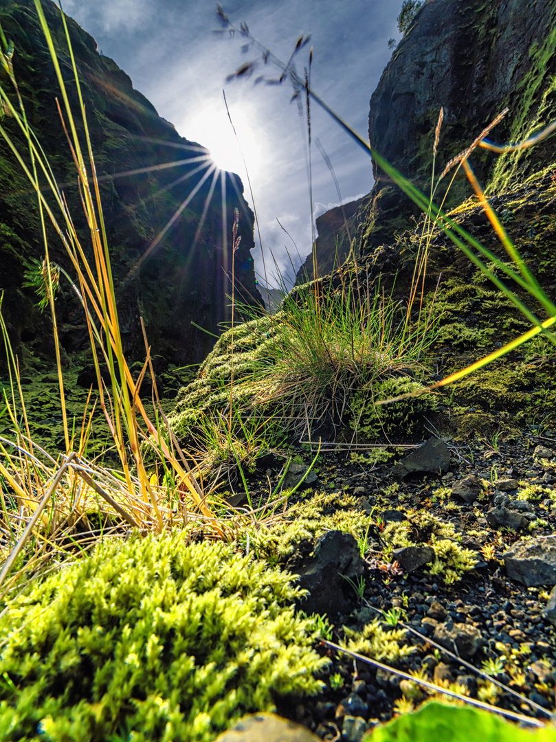 Eine wunderbare und farbliche Vegetation auf Island