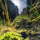 Eine wunderbare und farbliche Vegetation auf Island