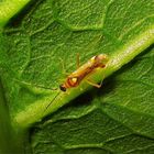 Eine wunderschön gefärbte (5 mm lange) Weichwanze