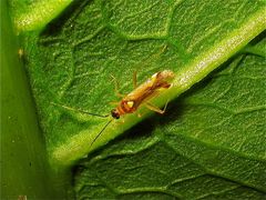 Eine wunderschön gefärbte (5 mm lange) Weichwanze