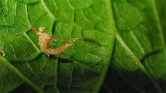 Eine wunderschön gefärbte, ca. 6 mm lange (Körperlänge ohne Anhänge) Eintagsfliege