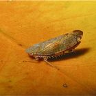 Eine wunderschön gefärbte, schillernde Zikade, eventuell Fieberiella sp. (7 mm lang)