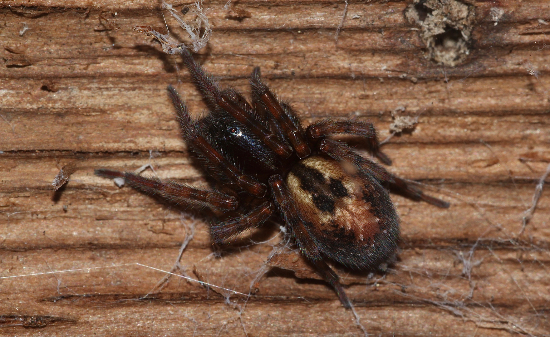 Eine wunderschön gezeichnete WALD-FINSTERSPINNE (Amaurobius fenestralis)