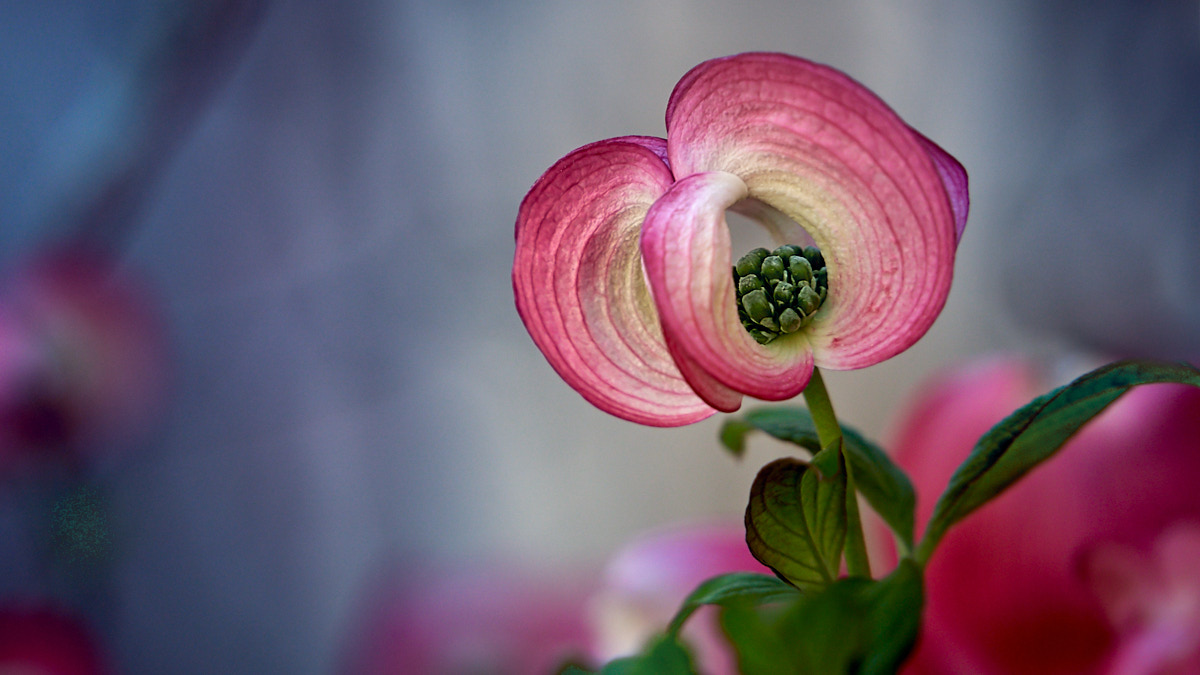 Eine wunderschöne Blüte, die ich im Elsass gefunden hatte 