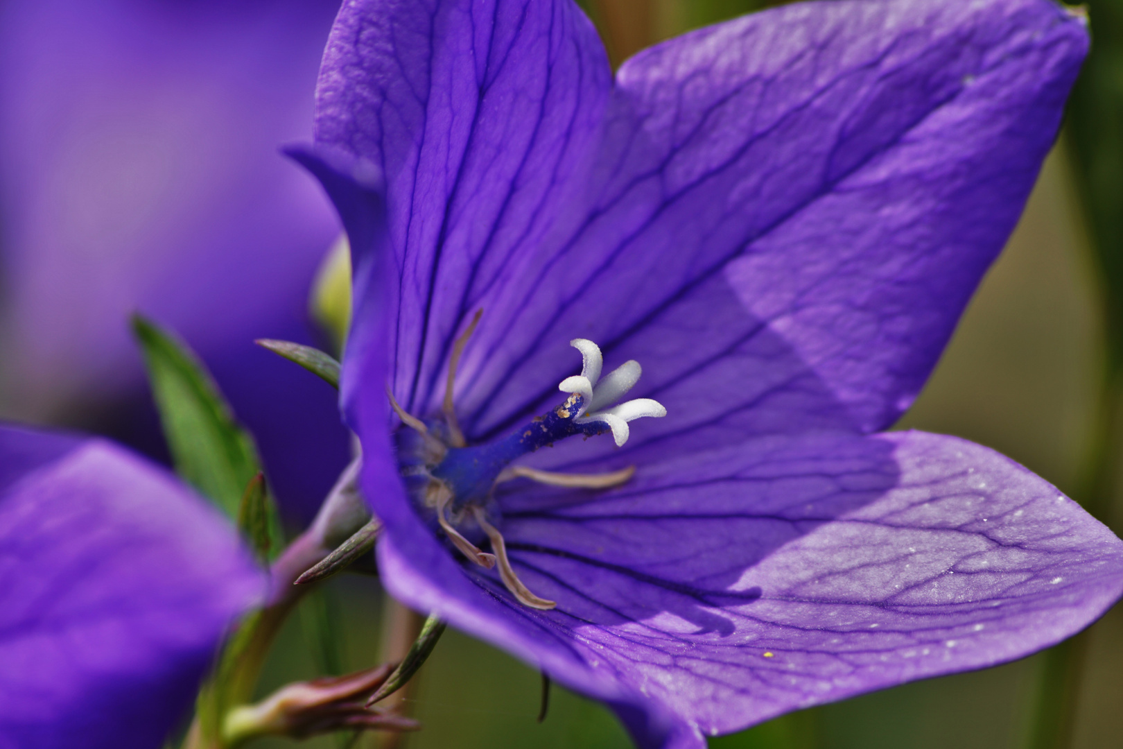 Eine Wunderschöne  Blume 