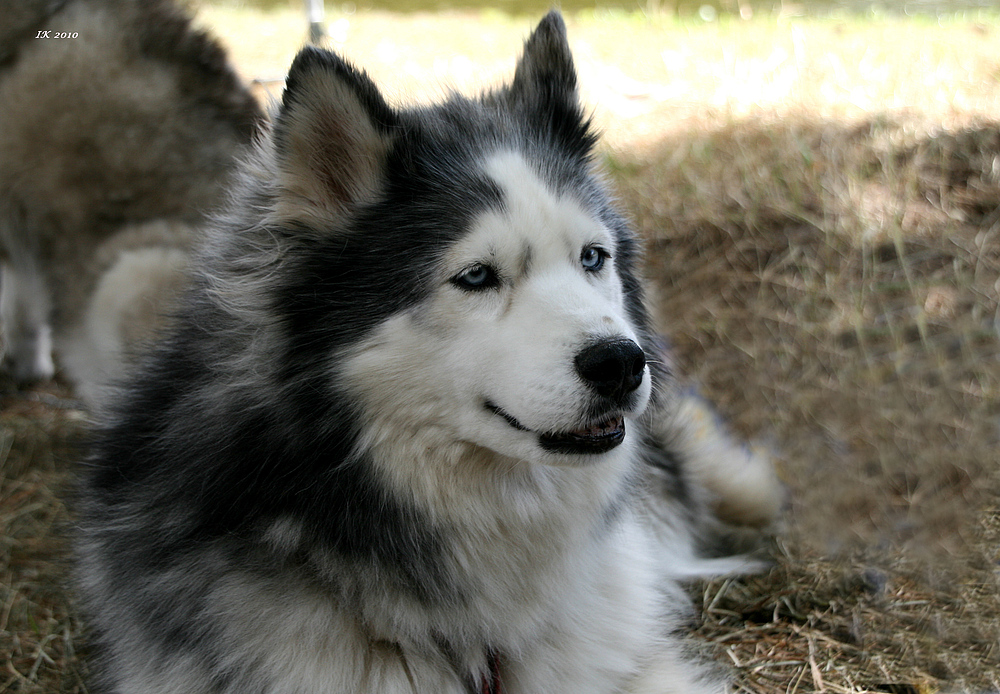 Eine wunderschöne Hundedame......