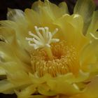 Eine wunderschöne Kaktusblüte - Parodia leninghausii