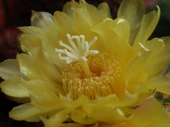 Eine wunderschöne Kaktusblüte - Parodia leninghausii