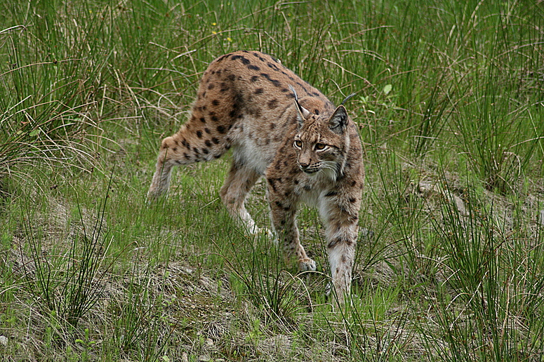 eine wunderschöne Katze