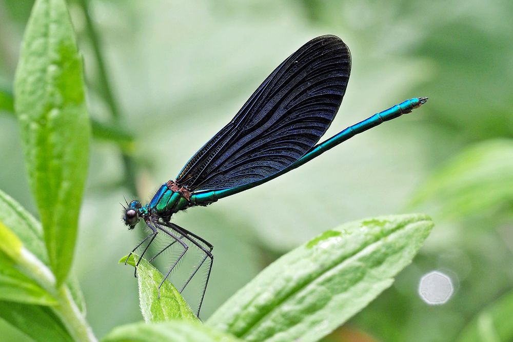 eine wunderschöne Libelle... Foto & Bild tiere, wildlife, libellen Bilder auf eine wunderschöne Libelle... Foto & Bild tiere, wildlife, libellen Bilder auf