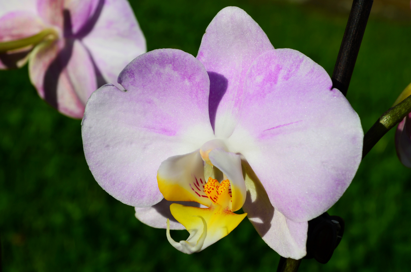 Eine wunderschöne Orchidee